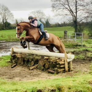 Clover - stunning one in a million, purebred ID with the presence of a real star!