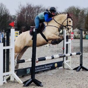 Andy - gorgeous Allrounder with super jump and temperament!