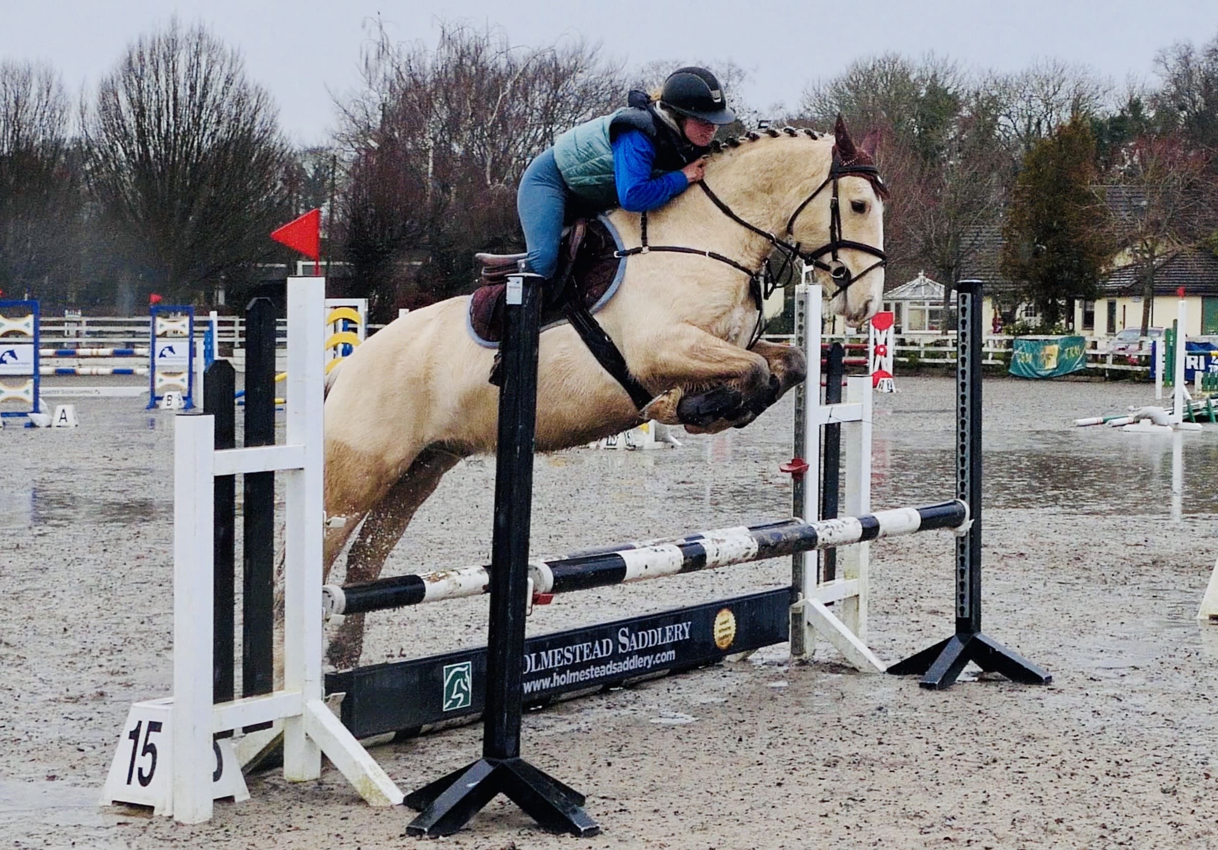 Andy - gorgeous Allrounder with super jump and temperament!