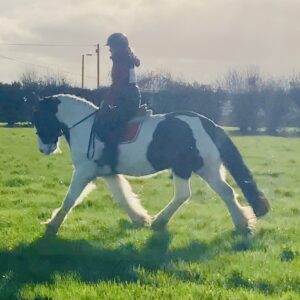 Harvey - exceptional quiet gelding!