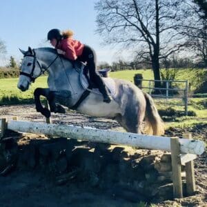 Rocco - super easy, quiet and novice friendly gelding!