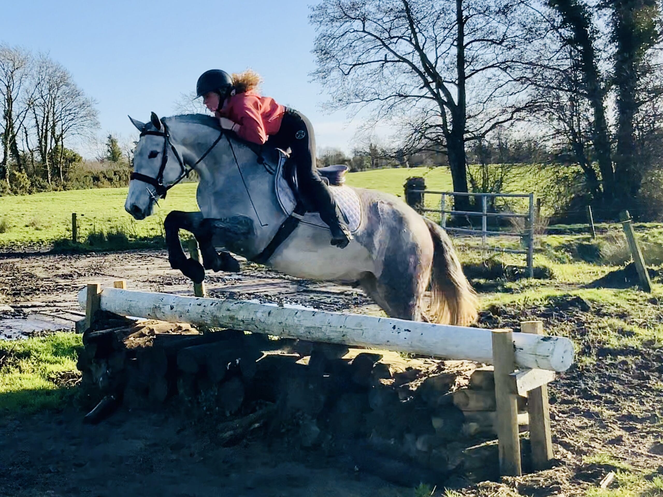 Rocco - super easy, quiet and novice friendly gelding!