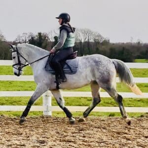 Lucy - kind, quiet and easy IDx Connie mare!