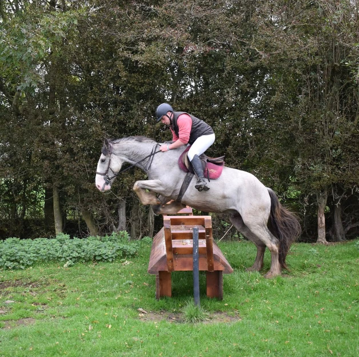 Prince - one of a kind dun gelding, perfect Gentleman!