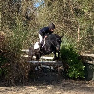 Bradley - beautiful and gentle ponyclub or working hunter