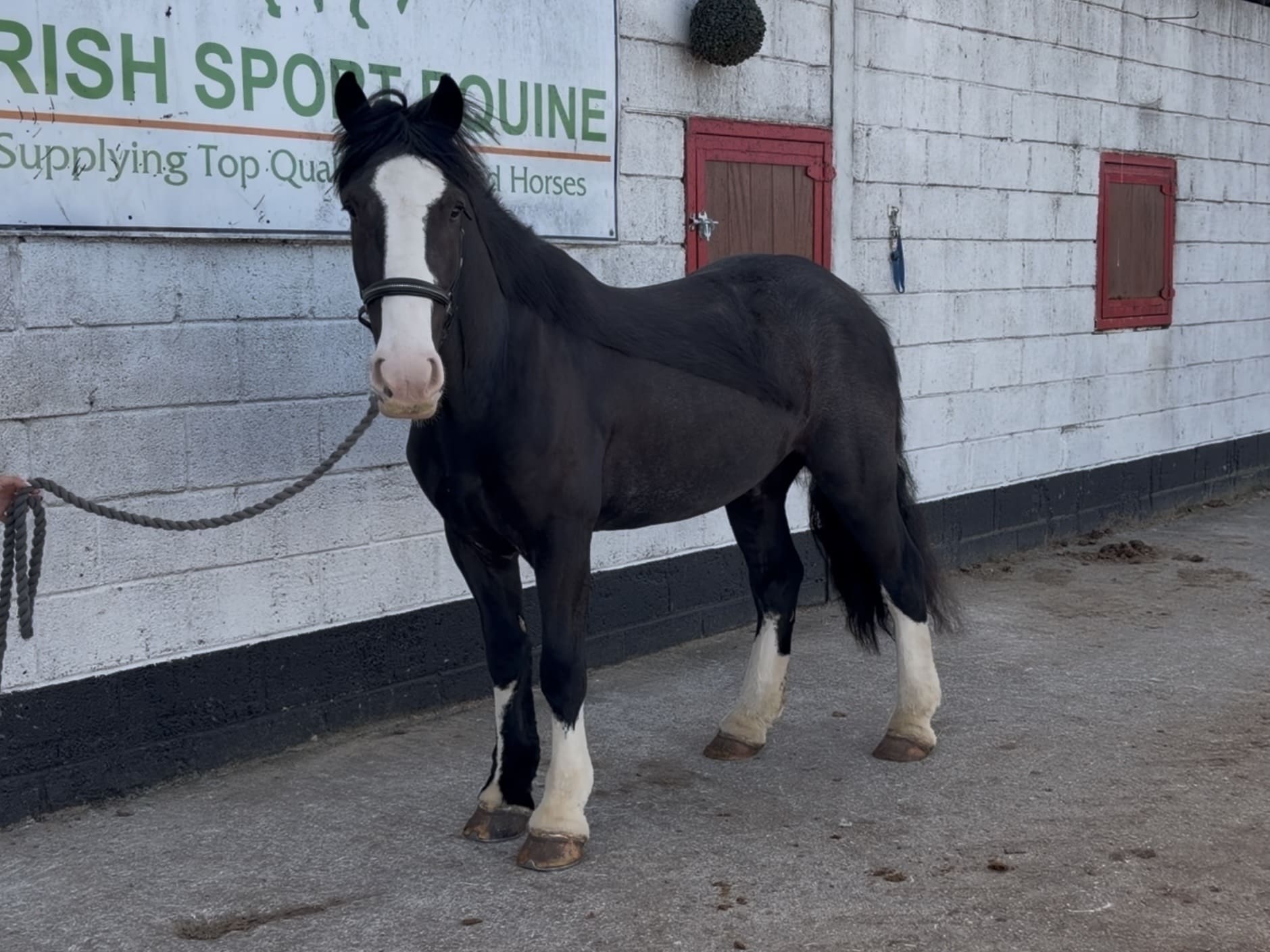 Pat - dependable, easygoing, traditional Irish cob