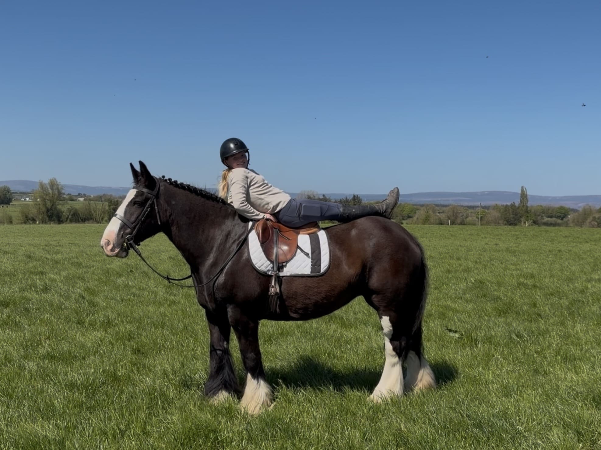 Kitty- ideal family horse, bombproof, gentle and experienced