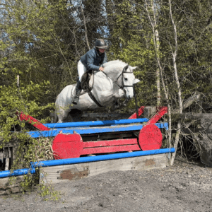 Snowball - eager & adorable future working hunter, ponyclub star