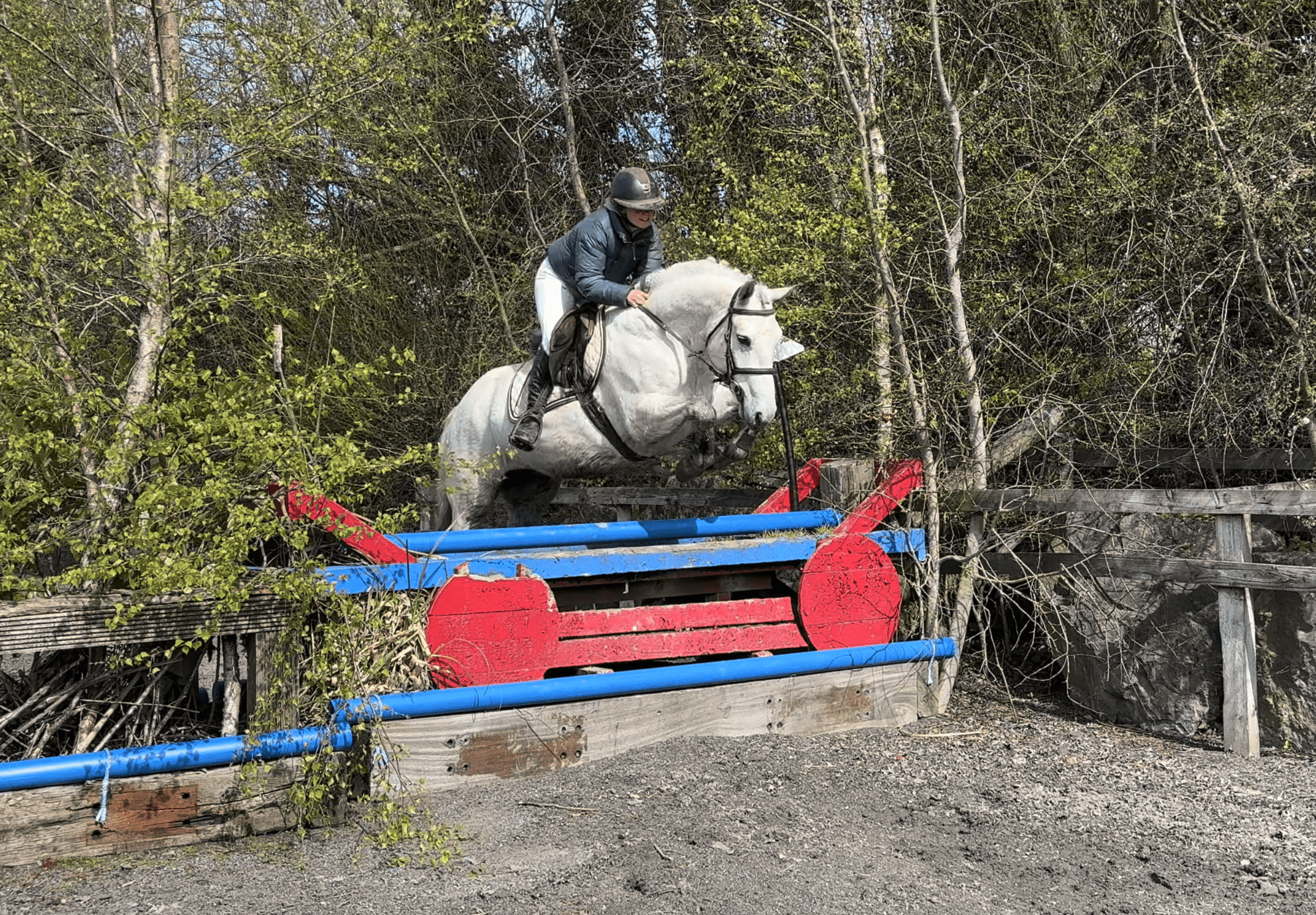 Snowball - eager & adorable future working hunter, ponyclub star