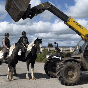 Puzzle - ideal family horse, talented allrounder