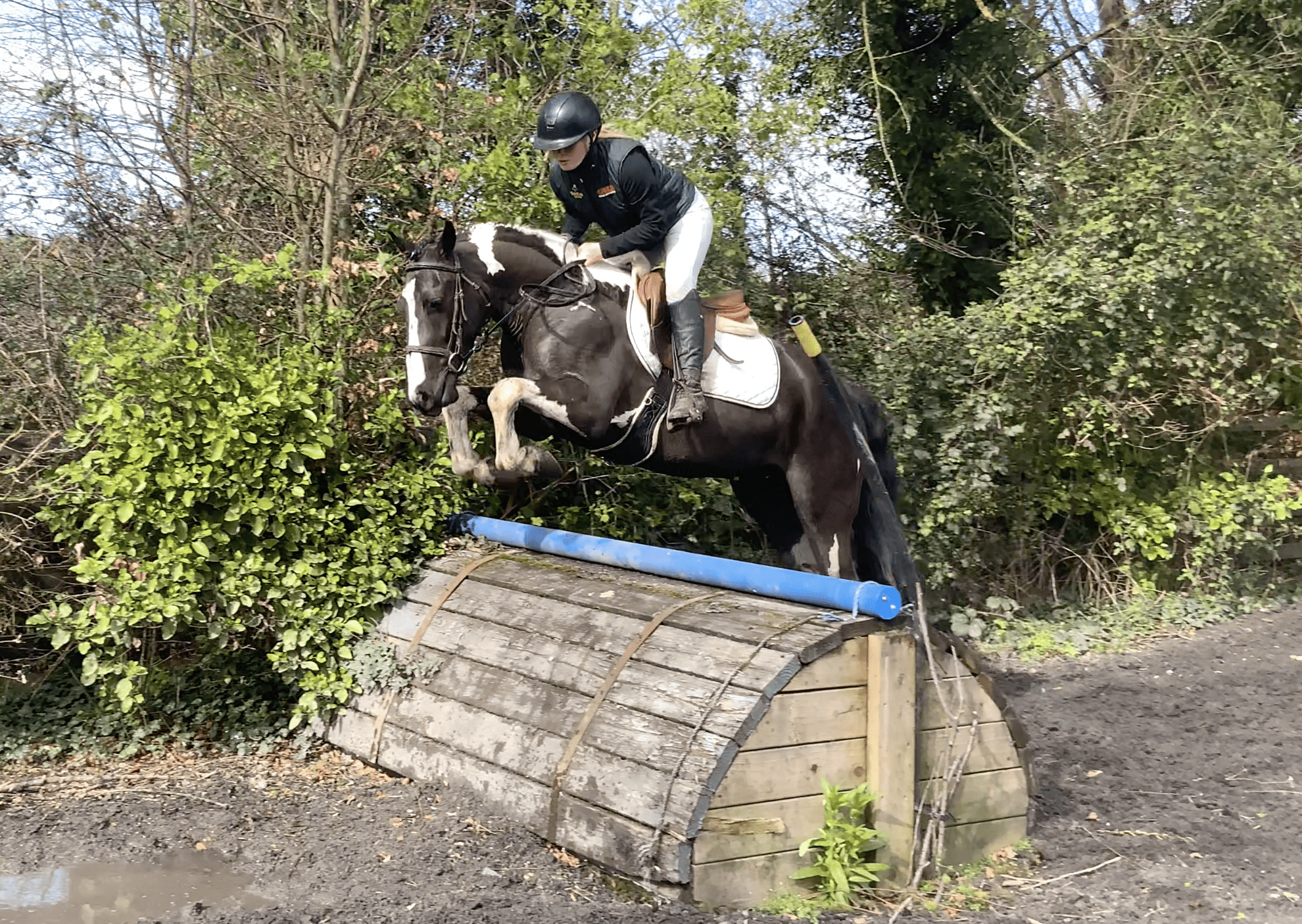 Jimmy - fun-loving, sport pony for a child to learn on