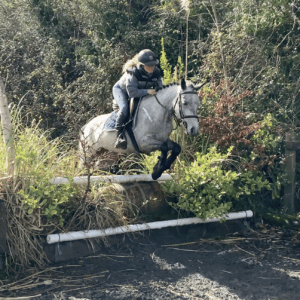 Pixie - gentle, unflappable and cuddly family pony