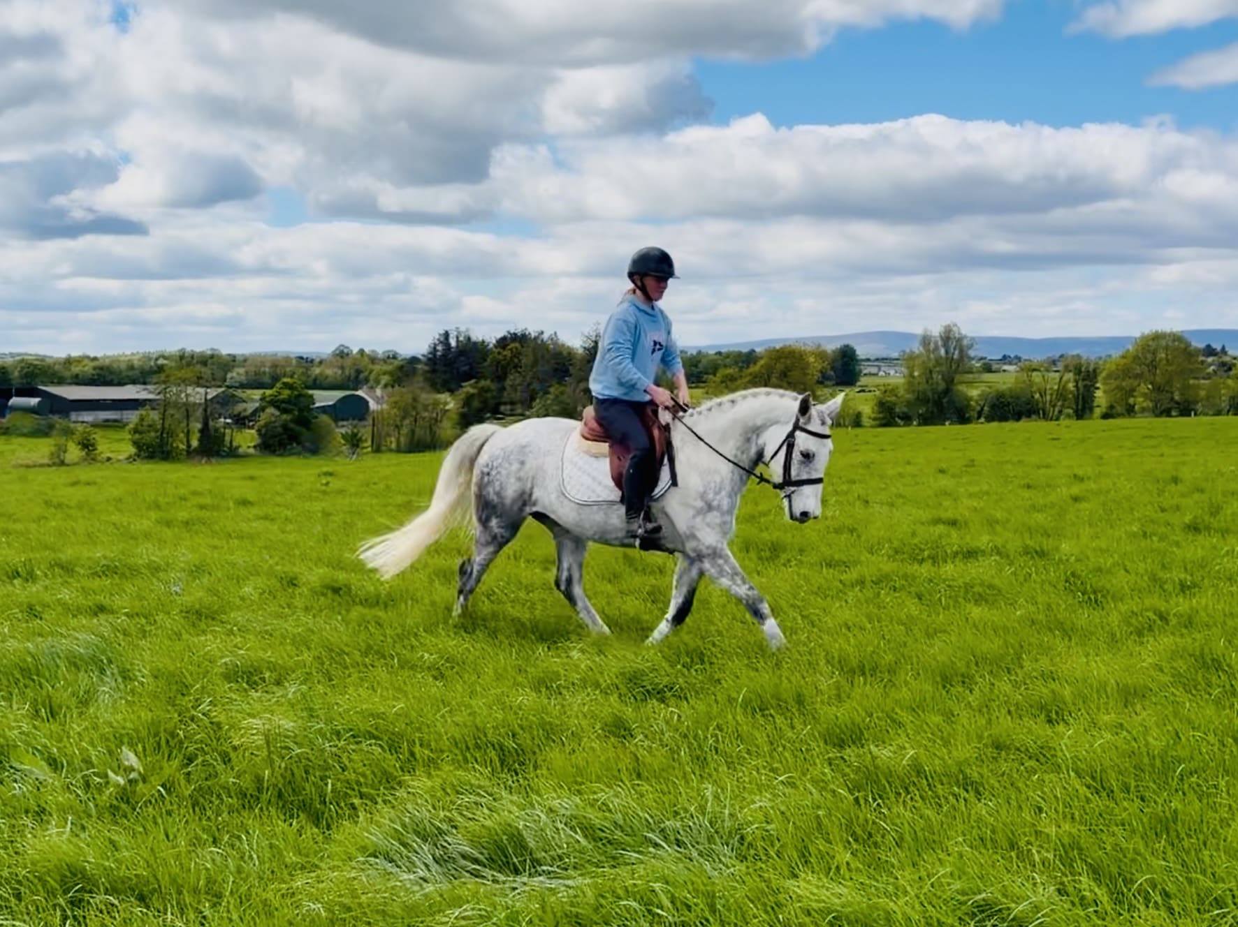 Dexter The perfect family pony!