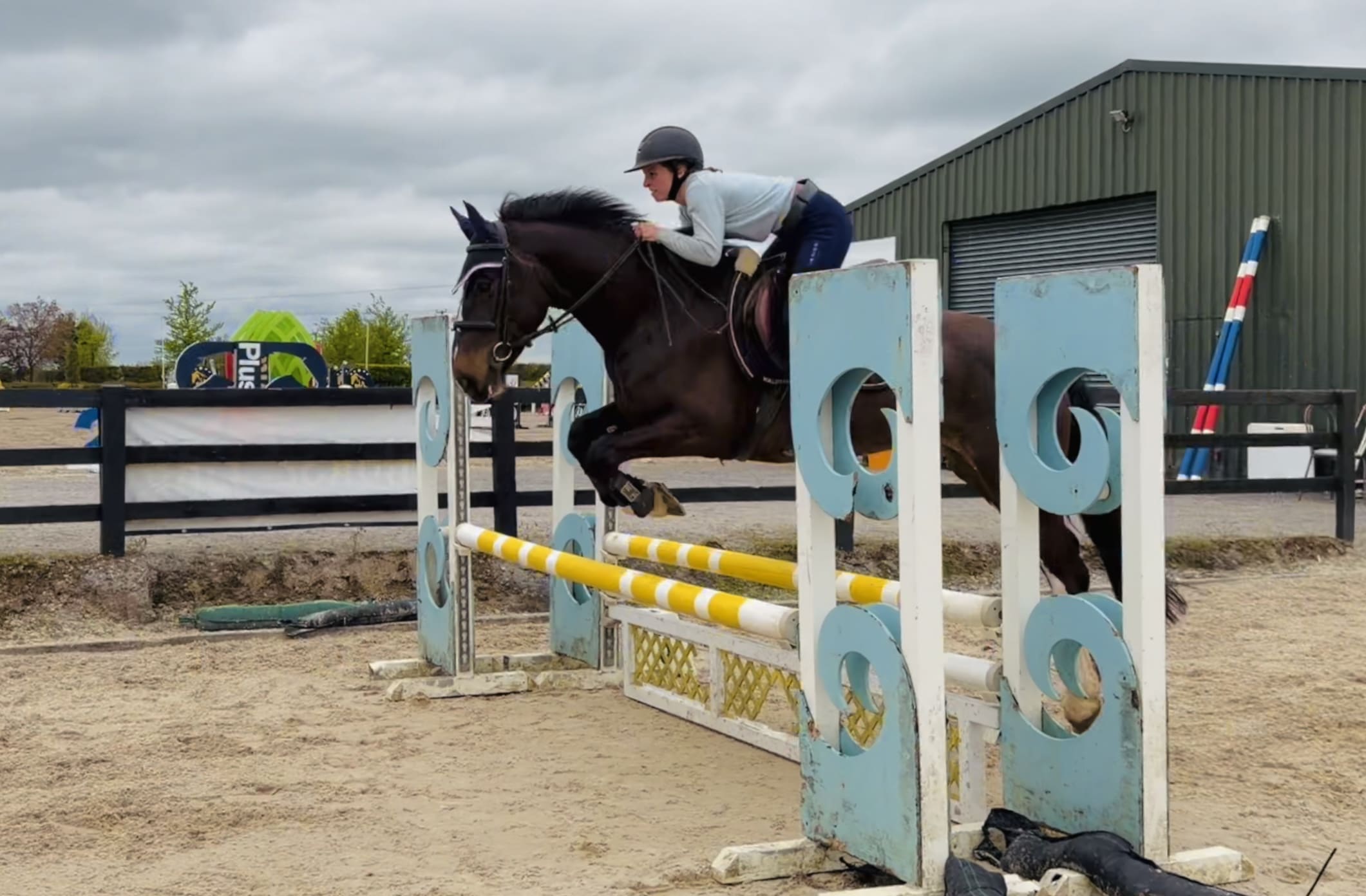 Polly - mellow, patient, & affectionate allrounder with ability