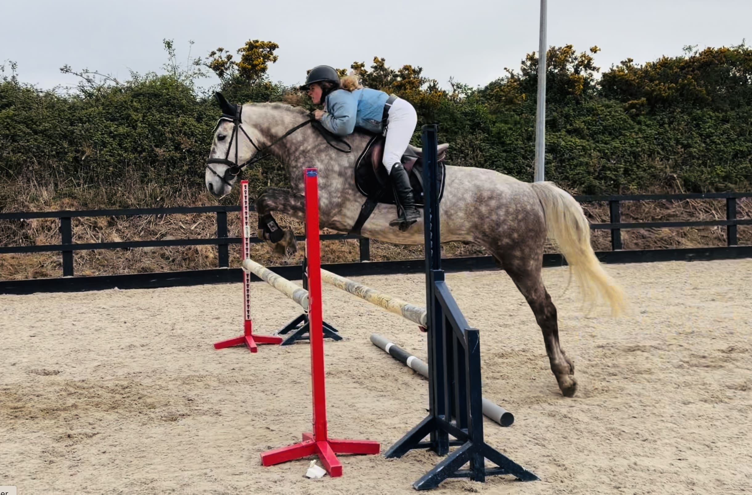 Hero - stunning, scopey & easy; a once in a lifetime horse