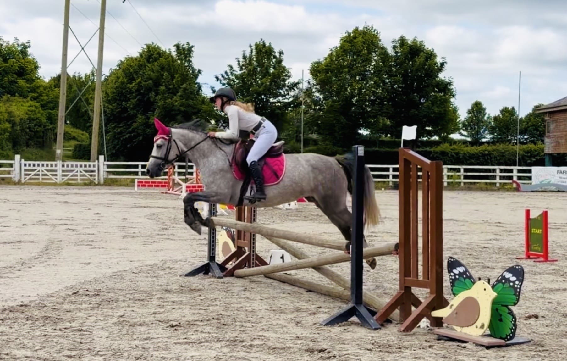 Rosie – adorable, gentle, uncomplicated: a ponyclub dream