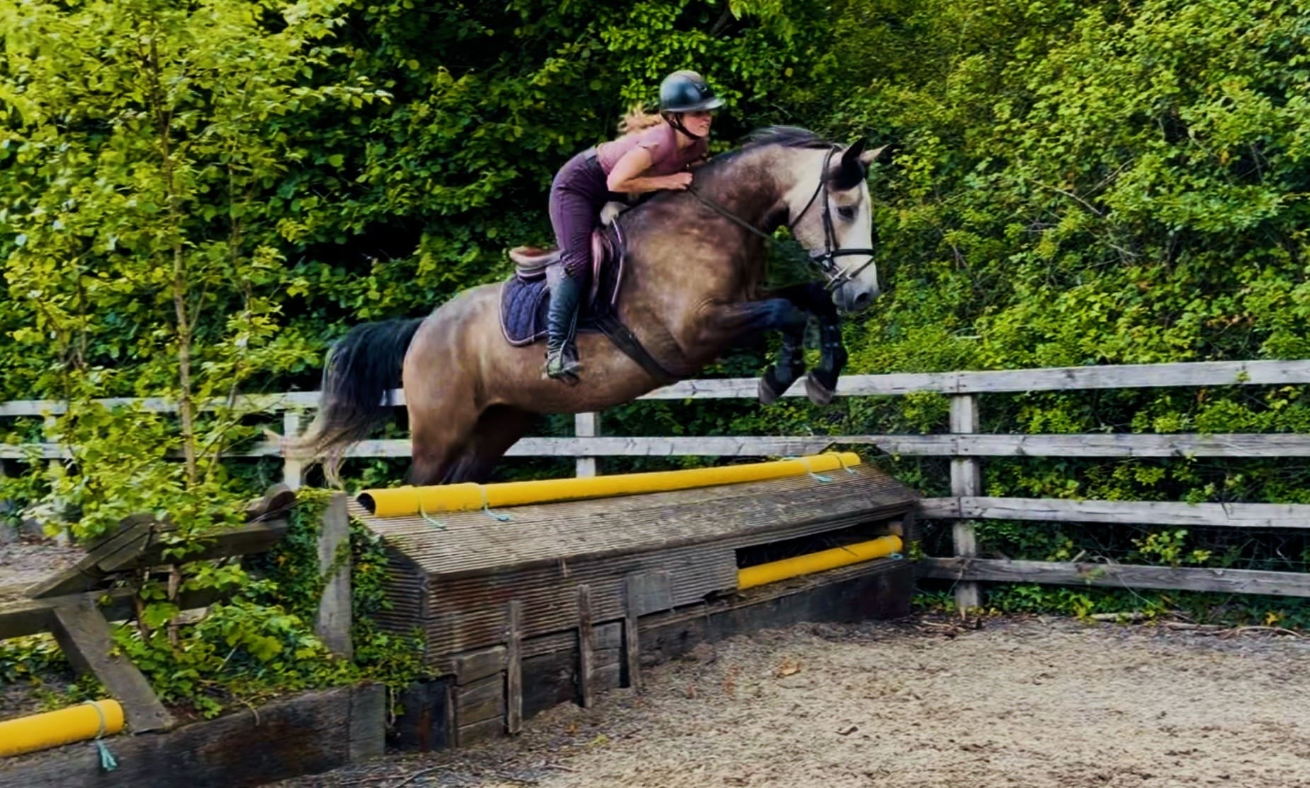 Harry – stunning, mellow, friendly and forgiving allrounder