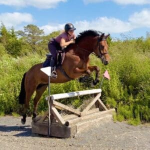 Charlie - experienced, confidence-giver for SJ or working hunters