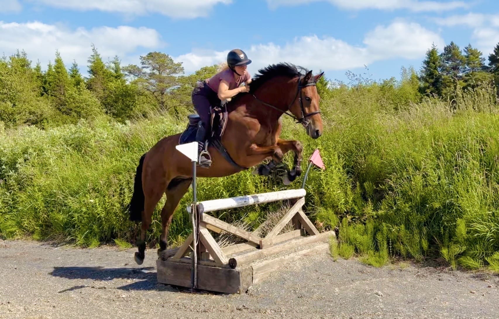 Charlie – experienced, confidence-giver for SJ or working hunters