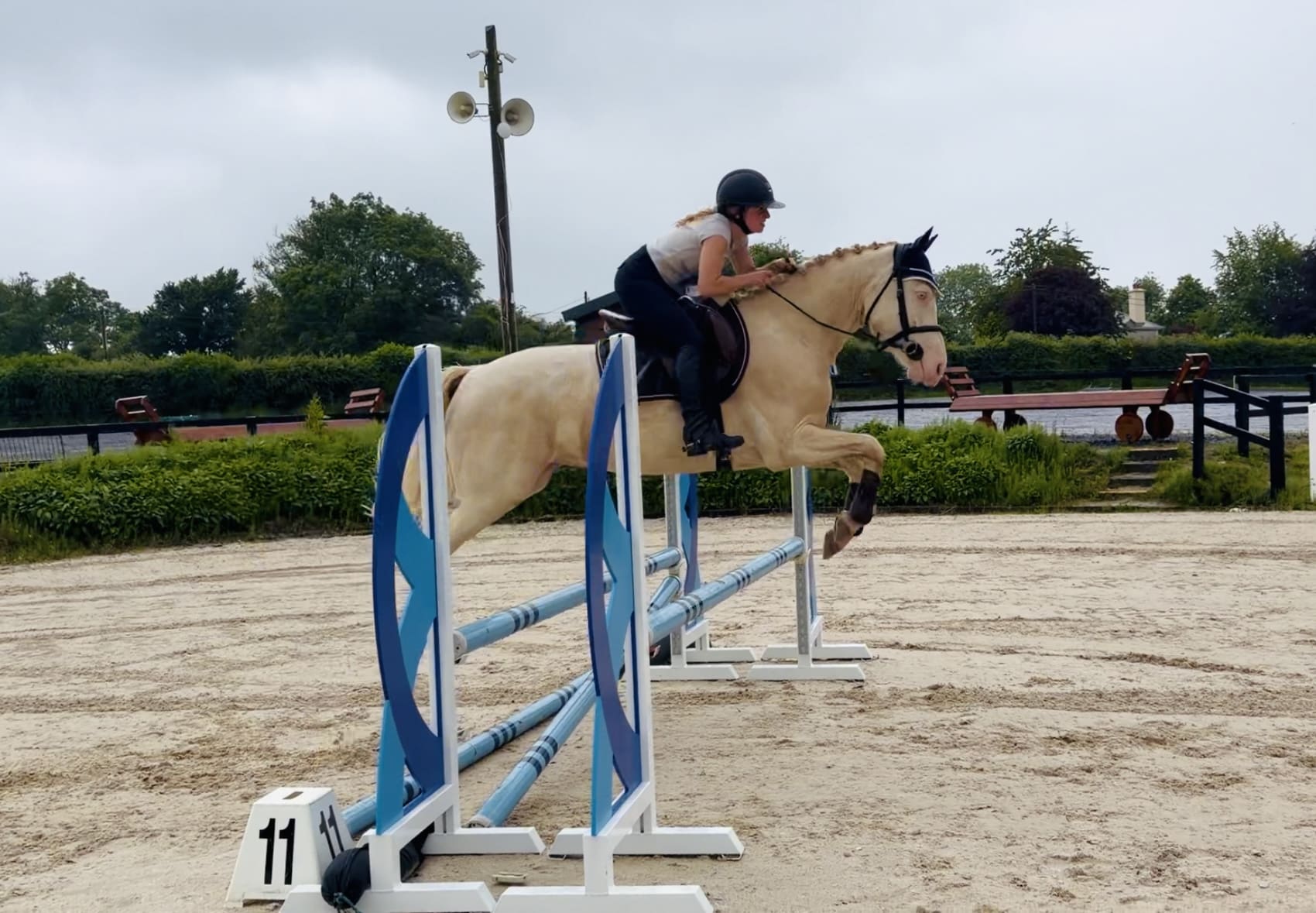 Eden’s Adam – gorgeous, stunning & scopey experienced showjumper