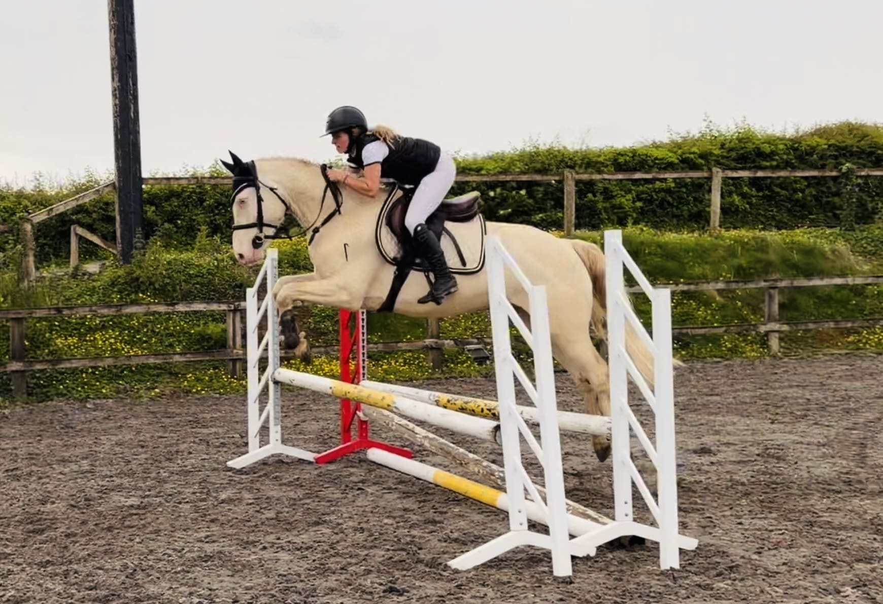 Adam – careful and athletic showjumping or dressage star