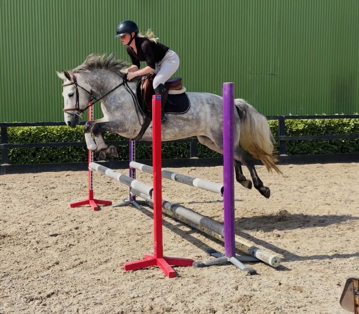 Hazel – ponyclub kid’s dream pony for all disciplines