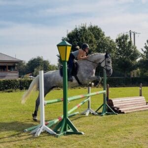 Sunny - gorgeous, gentle, scopey working hunter ISH
