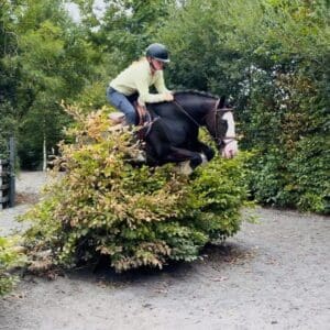 Blue - quiet schoolmaster for hunting, showing & lessons