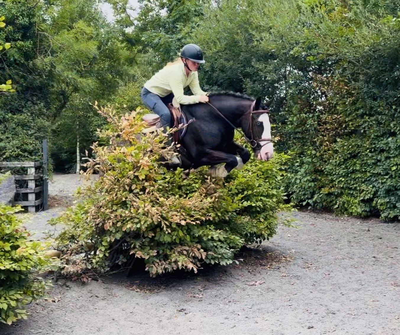 Blue – quiet schoolmaster for hunting, showing & lessons