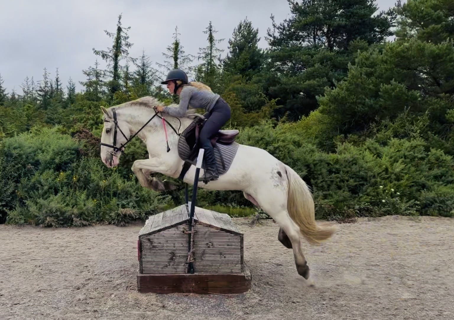 Sweetie: perfect riding school pony, ideal xc and hacking partner