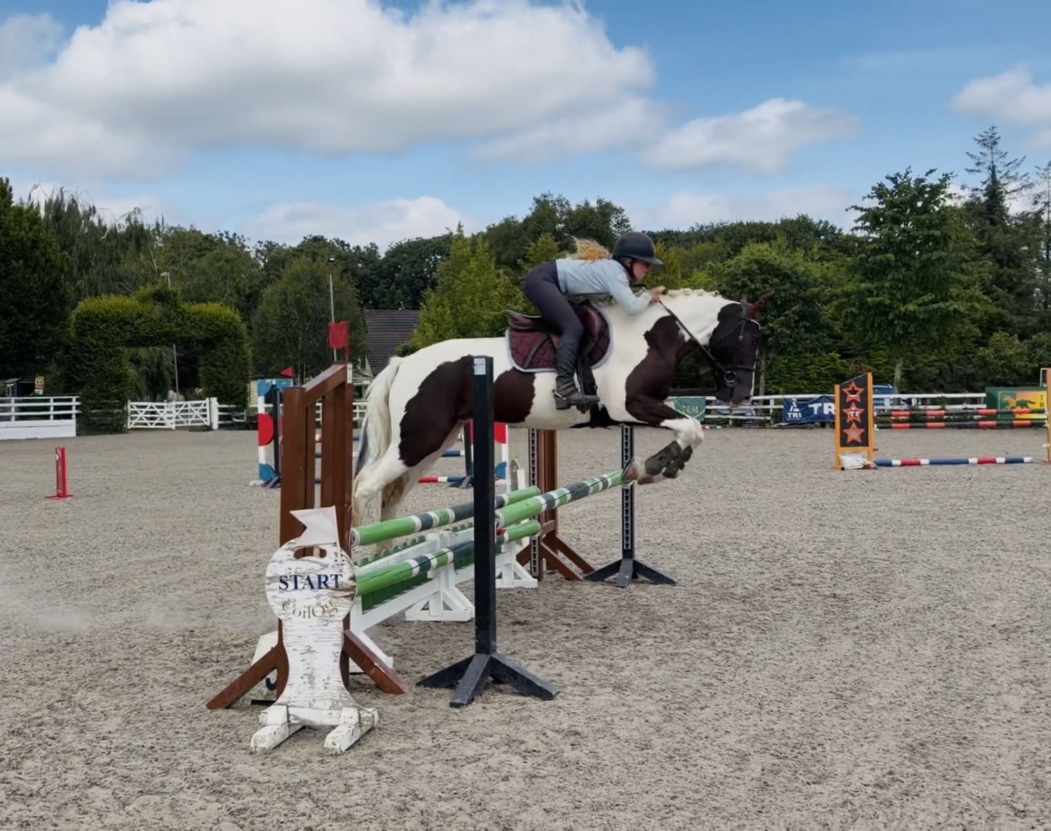 Panda – talented, quiet, ideal riding club allrounder