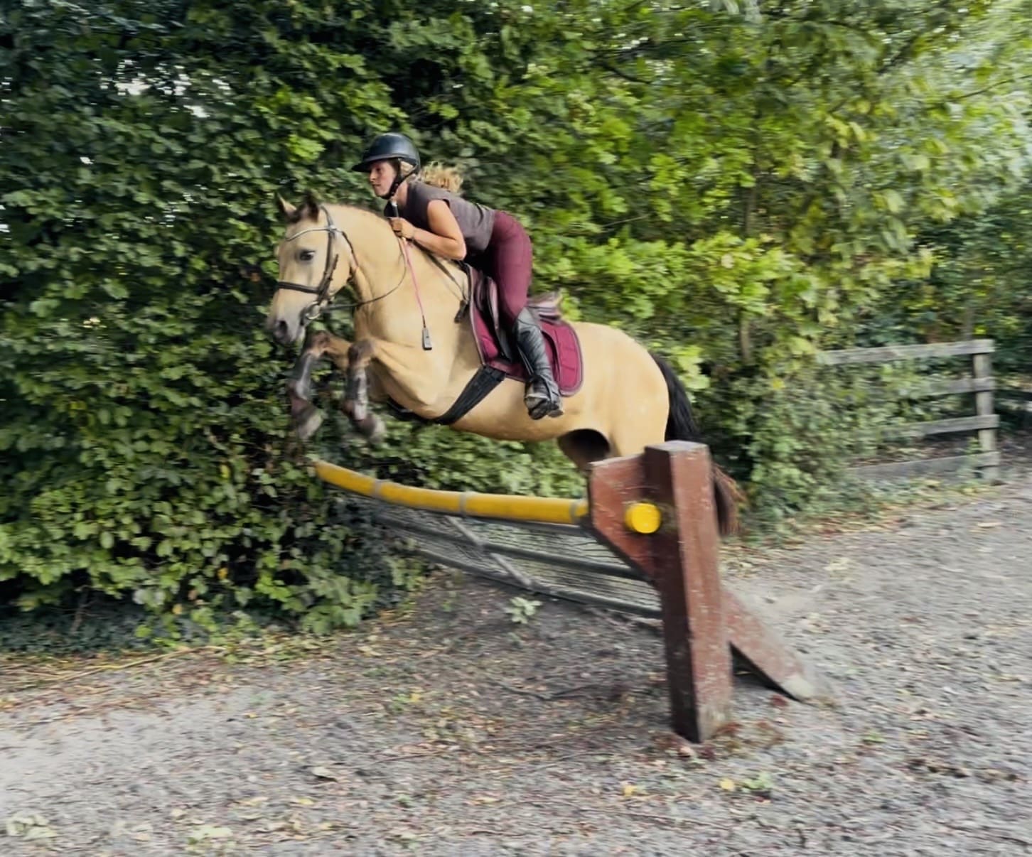 Buddy – cuddly, quiet, reliable, loveable kids’ dream pony
