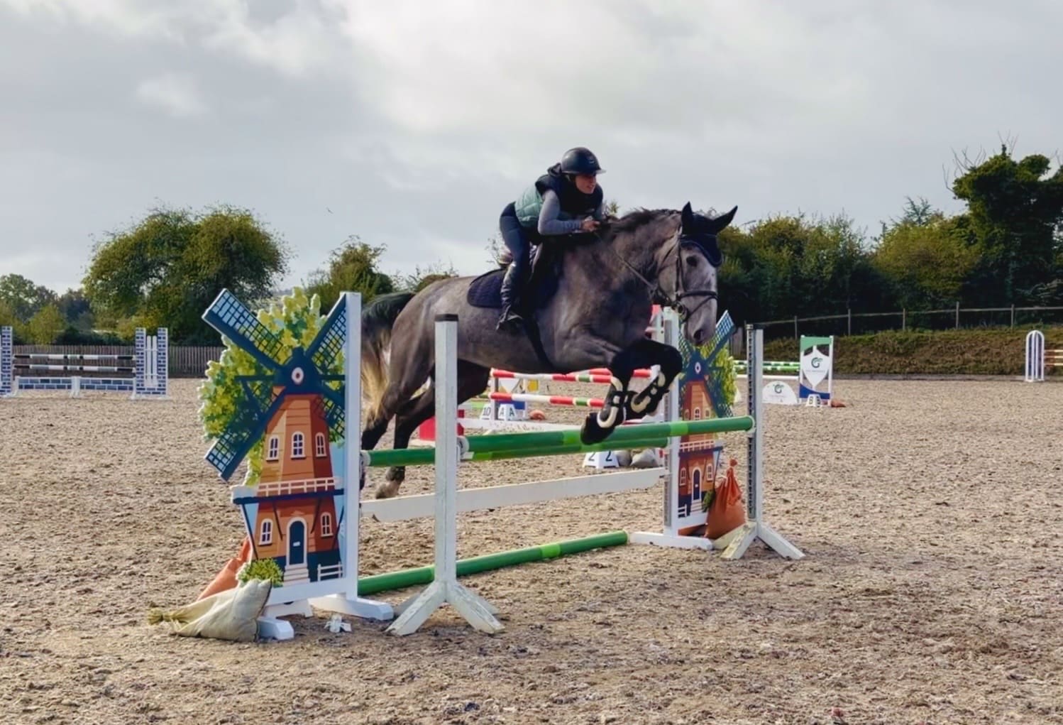 Duke – rare find! versatile, talented, ultra quiet & honest dreamhorse